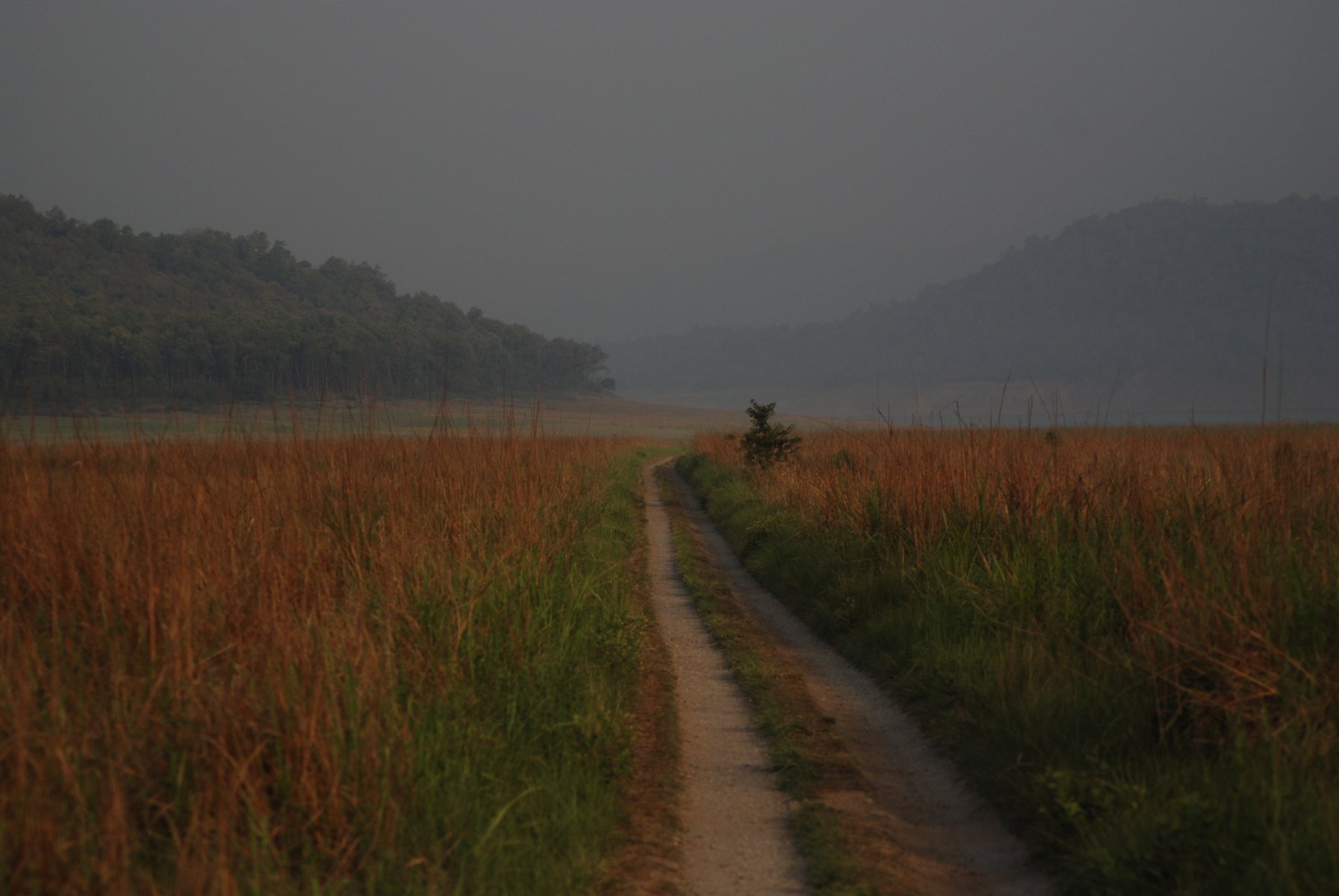 Grasslands and forest track in Jim Corbett National Park near Ramnagar